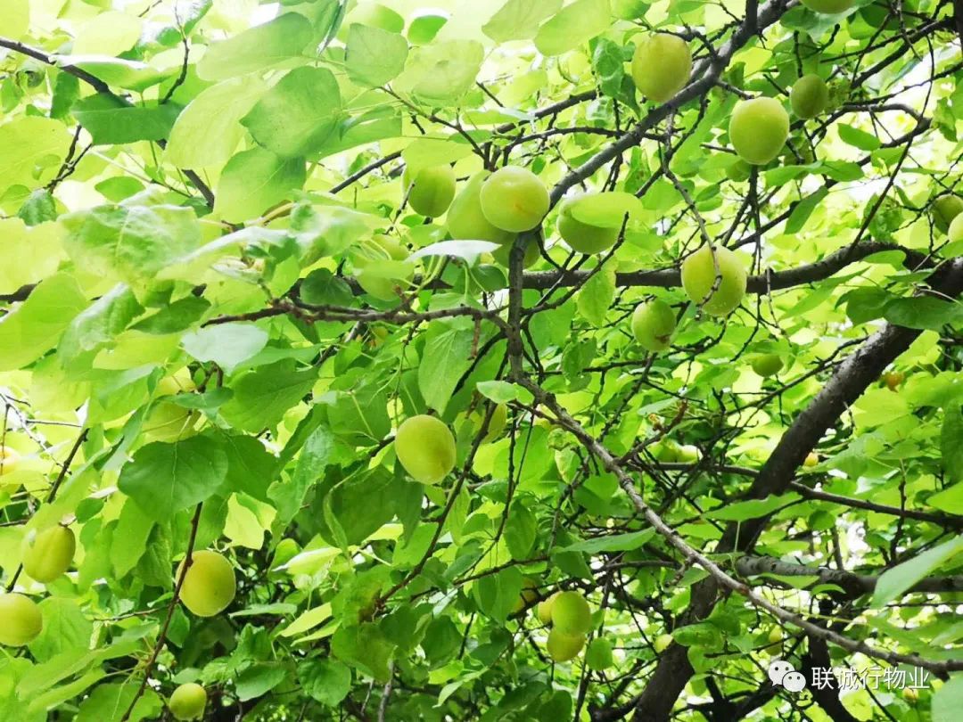 初夏時節(jié)，感受最美的【曲江6號】