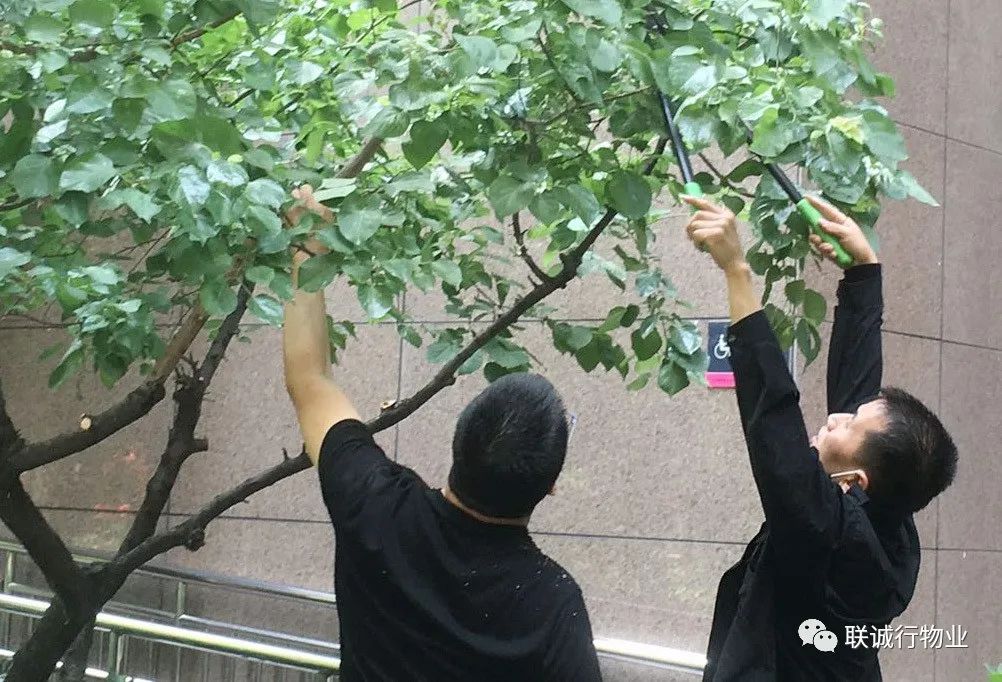 樹(shù)木種植有季 綠化養(yǎng)護(hù)無(wú)休